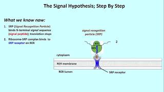 3062 Details of the Signal Hypothesis [upl. by Grimonia810]