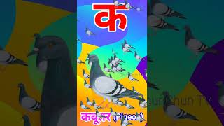 Ka se Kabutar Pigeon means Kabutar trending shorts viral [upl. by Helsie304]