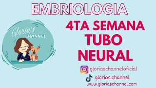 Embriología humana Cuarta semana Tubo neural [upl. by Ariada]