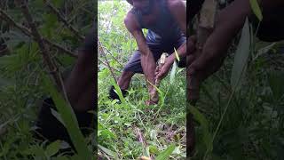 Harvesting cassava part 359 shorts farming cassava nature cassavaroots cassavafarming [upl. by Fleurette437]