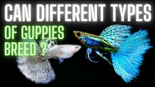 Guppy Fish Care – Can Different Types of Guppies Breed [upl. by Sdlonyer411]