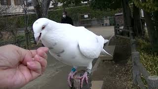 白鳩に餌をあげてる途中で色々、、 20230201 4（天満宮） [upl. by Acceb]