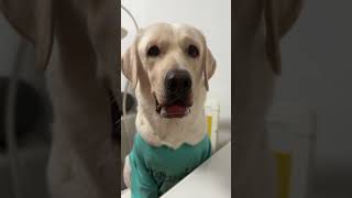 Talent show Labrador Retriever song One dog one song [upl. by Adriaens]