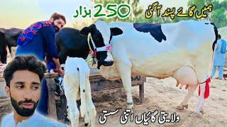 Malumor Jhang Maweshi Mandi Cows Rates Update  Sasti Cow Mandi  Pk Janwar Mandi [upl. by Mirabel675]