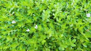 Bacopa monnieri Brahmi plant video [upl. by Enialedam312]