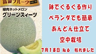 高級ネットメロン メロン 🍈【グリーンスイーツ】No6枯れました鉢でぐるぐる作りベランダでも簡単あんどん仕立てで空中栽培 家庭菜園 2024年7月18日 [upl. by Jarlathus]