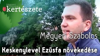 Elaeagnus angustifolia  Keskenylevelű Ezüstfa növekedése  Megyeri Kertészet Cegléd [upl. by Gerald31]