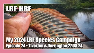 Episode 24 My 2024 LRF Species Hunt  Tiverton amp Durrington [upl. by Eybba]