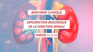 EXPLORATION BIOLOGIQUE DE LA FONCTION RENALE [upl. by Aleirbag969]