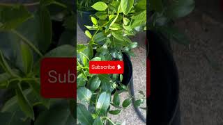 Come See Why I’m Excited🪴gardening plants flowers happiness [upl. by Claresta]