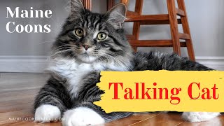 Maine Coon Talking To Owner [upl. by Aenat]