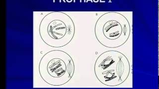 Phases of meiosis prophase 1 [upl. by Zilla]