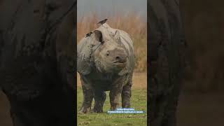 Indian Rhinoceros Pobitora Wildlife Sanctuary in Assam [upl. by Attelliw]