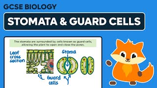 Stomata amp Guard Cells  GCSE Biology [upl. by Nerol]