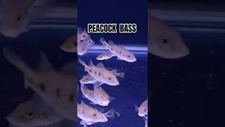 PEACOCK BASS ✨ 7486967529 aquariumfish fish tropicalfish youtubeshorts [upl. by Yla]