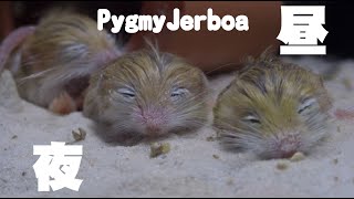 Pygmy Jerboa昼と夜 [upl. by Alayne]