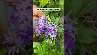 Petrea VolubilisSandpaper Vine💜Visit wwwhomelyfeelgardenscom for orders💜 [upl. by Hortensia]