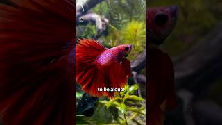 Top 3 BEST Tank Mates For Betta Fish [upl. by Adnaw]