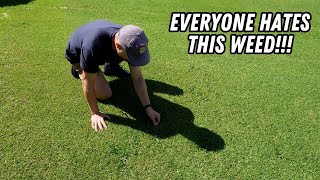 ALL of the ways to kill Paspalum   the best chemical free method [upl. by Eirovi]