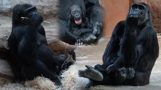 Two Gorilla Babies  Zoo Prague [upl. by Animaj]