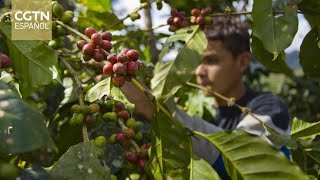 Nicaragua prevé una producción cafetalera de 33 millones de quintales en la temporada 20242025 [upl. by Asilaj]