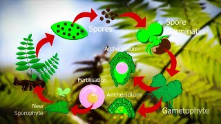 Life Cycle Of Fern Plants  Pteridophyte life cycle 🌿 [upl. by Kristoforo508]