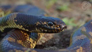 Aberrant Blackbelly Kingsnake  Northern CA  2016 [upl. by Clute]