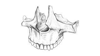 Maxilla Sketch Speeddrawing [upl. by Moffat3]