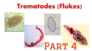 Trematodes Fasciolopsis microbiology git [upl. by Nonnaer]