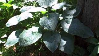 Owners of public Hosta garden discuss the plant hybridization [upl. by Latoya]