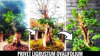 Privet Hedge for Bonsai  A Bonsai Journey [upl. by Vitek163]