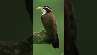 wildlife videography for beginners wildlife photography short how to shoot wildlife cinematic videos [upl. by Arriek]