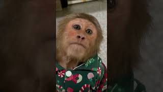 Strange story monkeys can talk familycutis monkey cutis shortvideo [upl. by Anes]