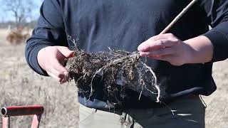 How to plant bare root trees and shrubs [upl. by Kulsrud442]