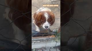 Venüs🐶Kuru Mama😋Yermisin viralvideo shorts dogs dog doglover dogvideos cutedog funny cute [upl. by Myrtice551]