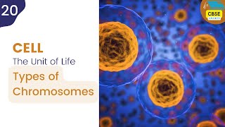 Types of Chromosomes  Cell The Unit of Life cbseshorts shorts biology [upl. by Lemmor511]