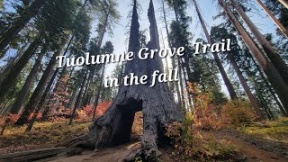 Tuolumne Grove Trail in Autumn 🍂 Yosemite National Park [upl. by Shannon]