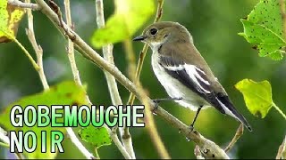 GOBEMOUCHE NOIR 1ère année [upl. by Catto]