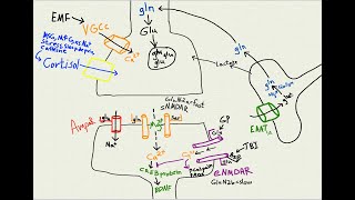 NMDA receptor types amp excitotoxicity Sept 2024 [upl. by Fai]