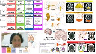 15 Profundización biodescodificación MESODERMO INTERMEDIO pdf 19 y 20 290824 [upl. by Gifford]