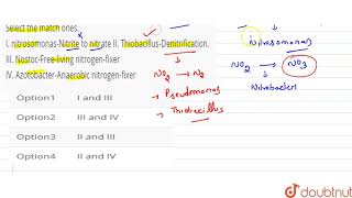 Select the match ones I nitrosomonasNitrite to nitrate ltBrgt II Thiobacillus [upl. by Vadnee]