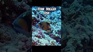 Titan Trigger Fish Closeup diving fish triggerfish underwatervideo redseadiving scubadiving [upl. by Cathey]