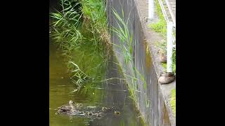 The mysterious ecology of urban wildlife ducks [upl. by Eanal]