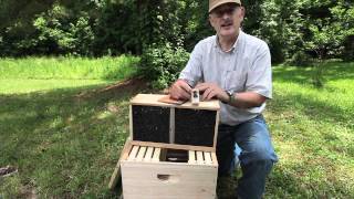 How to install a Bee Package [upl. by Dellora]