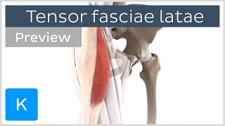 Functions of the tensor fasciae latae preview  Human Anatomy  Kenhub [upl. by Nonna722]