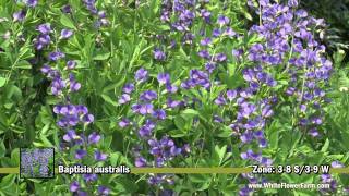 Baptisia Australis from White Flower Farm [upl. by Becker]