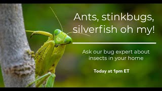 Live Broadcast  Household Insects Featuring Dr Tracy Leskey [upl. by Eunice238]