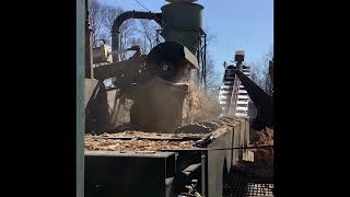 Big sawmill in action Milling turning and debarking Hickory logs [upl. by Marella]