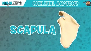 Scapula Anatomy [upl. by Ominoreg]