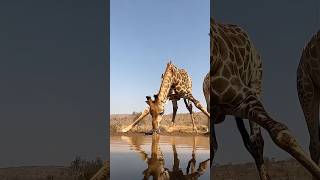 This is how giraffes drink water wildlife animals facts [upl. by Tammy]